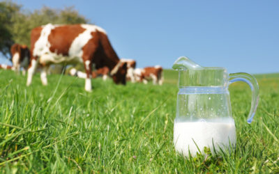 The pros and cons of dairy